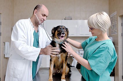 Veterinary Answering service