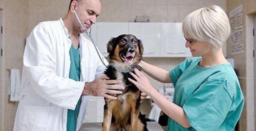 vet doctor and nurse checking up on a dog